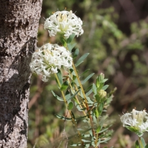 Pimelea linifolia subsp. linifolia at Glenroy, NSW - 26 Aug 2023 12:09 PM