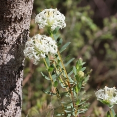 Pimelea linifolia subsp. linifolia at Glenroy, NSW - 26 Aug 2023
