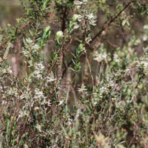 Pimelea linifolia subsp. linifolia at Glenroy, NSW - 26 Aug 2023 12:09 PM