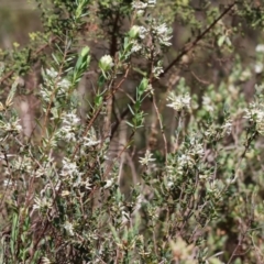 Pimelea linifolia subsp. linifolia at Glenroy, NSW - 26 Aug 2023