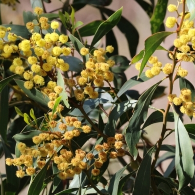 Acacia pycnantha (Golden Wattle) at Nail Can Hill - 26 Aug 2023 by KylieWaldon