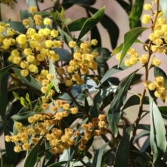 Acacia pycnantha (Golden Wattle) at Nail Can Hill - 26 Aug 2023 by KylieWaldon