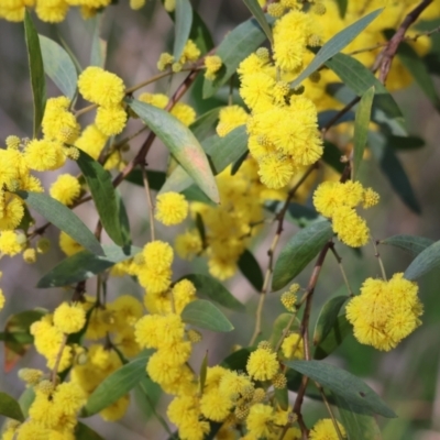 Acacia verniciflua (Varnish Wattle) at Albury - 26 Aug 2023 by KylieWaldon