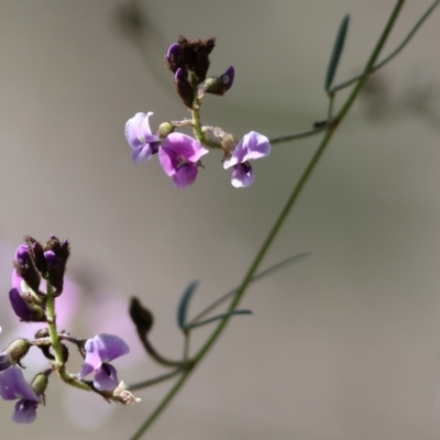 Glycine clandestina (Twining Glycine) at Albury - 26 Aug 2023 by KylieWaldon