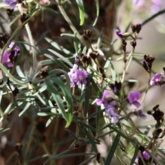 Glycine clandestina at Glenroy, NSW - 26 Aug 2023