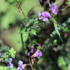 Glycine clandestina at Glenroy, NSW - 26 Aug 2023 12:14 PM