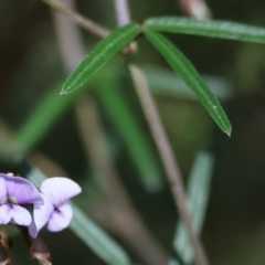 Glycine clandestina at Glenroy, NSW - 26 Aug 2023