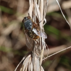 Calliphora stygia (Brown blowfly or Brown bomber) at Glenroy, NSW - 26 Aug 2023 by KylieWaldon