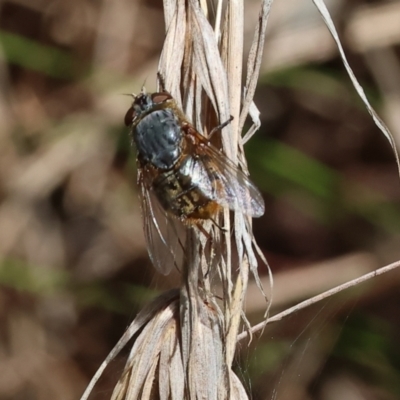 Unidentified Blow fly (Calliphoridae) at Albury - 26 Aug 2023 by KylieWaldon