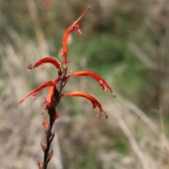 Chasmanthe floribunda at Nail Can Hill - 26 Aug 2023 by KylieWaldon