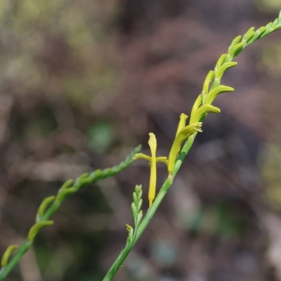 Chasmanthe floribunda at Nail Can Hill - 26 Aug 2023 by KylieWaldon