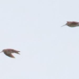 Gallinago hardwickii at Fyshwick, ACT - 27 Aug 2023 04:31 PM