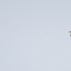 Gallinago hardwickii at Fyshwick, ACT - 27 Aug 2023