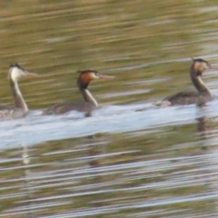 Podiceps cristatus (Great Crested Grebe) at Lake Burley Griffin West - 27 Aug 2023 by BenW