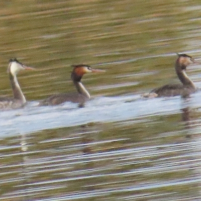 Podiceps cristatus (Great Crested Grebe) at Lake Burley Griffin West - 27 Aug 2023 by BenW