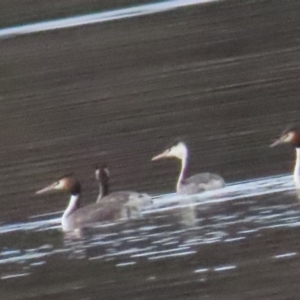 Podiceps cristatus at Acton, ACT - 27 Aug 2023 02:49 PM