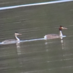 Podiceps cristatus at Acton, ACT - 27 Aug 2023 02:49 PM