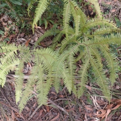 Sticherus lobatus (Spreading Fan Fern) at Porters Creek, NSW - 29 Aug 2023 by plants