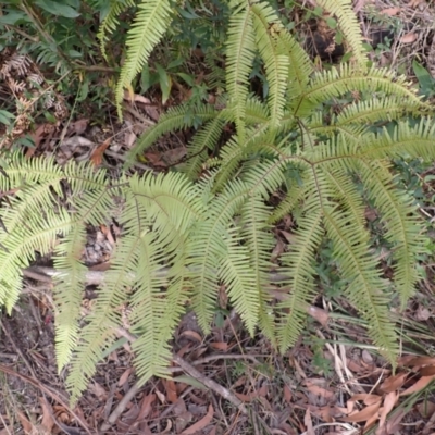 Sticherus lobatus (Spreading Fan Fern) at Morton National Park - 29 Aug 2023 by plants