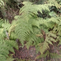 Hypolepis glandulifera (Downy Ground Fern) at Porters Creek, NSW - 29 Aug 2023 by plants