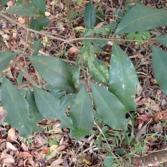 Syzygium paniculatum (Magenta Lilly Pilly, Magenta Brush Cherry) at Currarong - Abrahams Bosom Beach - 28 Aug 2023 by plants