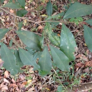 Syzygium paniculatum at Beecroft Peninsula, NSW - 29 Aug 2023 09:21 AM