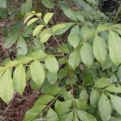 Synoum glandulosum subsp. glandulosum (Scentless Rosewood) at Porters Creek, NSW - 29 Aug 2023 by plants