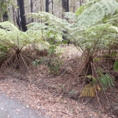 Cyathea australis subsp. australis (Rough Tree Fern) at Morton National Park - 29 Aug 2023 by plants