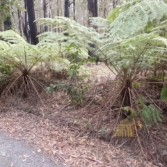 Cyathea australis subsp. australis (Rough Tree Fern) at Porters Creek, NSW - 29 Aug 2023 by plants