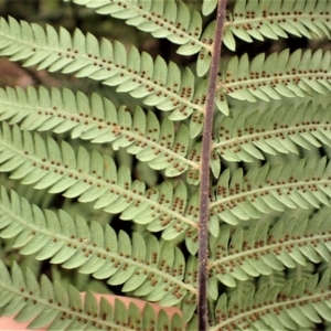 Cyathea australis subsp. australis at Porters Creek, NSW - 29 Aug 2023