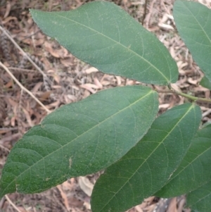 Ficus coronata at Porters Creek, NSW - 29 Aug 2023