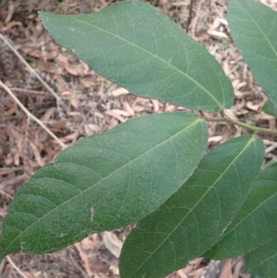 Ficus coronata (Creek Sandpaper Fig) at Morton National Park - 29 Aug 2023 by plants