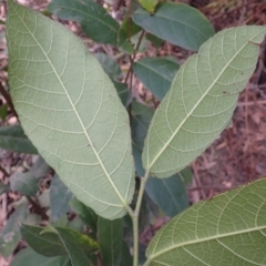 Ficus coronata at Porters Creek, NSW - 29 Aug 2023