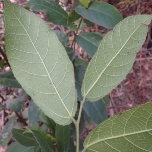 Ficus coronata at Porters Creek, NSW - 29 Aug 2023