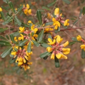 Pultenaea daphnoides at Porters Creek, NSW - 29 Aug 2023 01:22 PM