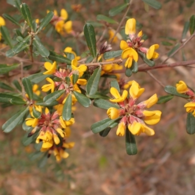 Pultenaea daphnoides (Large-leaf Bush-pea) at Morton National Park - 29 Aug 2023 by plants