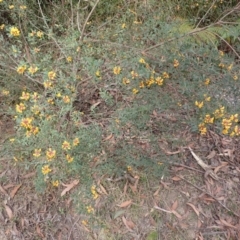 Pultenaea daphnoides at Porters Creek, NSW - 29 Aug 2023 01:22 PM