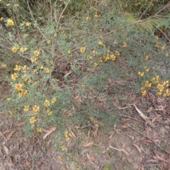 Pultenaea daphnoides at Porters Creek, NSW - 29 Aug 2023