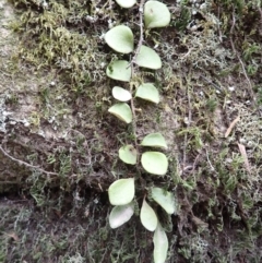 Pyrrosia rupestris (Rock Felt Fern) at Pointer Mountain, NSW - 29 Aug 2023 by plants