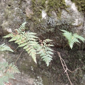 Davallia solida var. pyxidata at Pointer Mountain, NSW - 29 Aug 2023