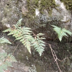 Davallia solida var. pyxidata (Hare's Foot Fern) at McDonald State Forest - 29 Aug 2023 by plants