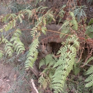 Histiopteris incisa at Pointer Mountain, NSW - suppressed