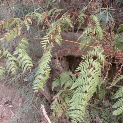 Histiopteris incisa (Bat's-Wing Fern) at Pointer Mountain, NSW - 29 Aug 2023 by plants