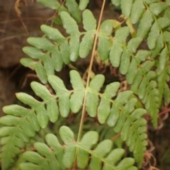 Histiopteris incisa at Pointer Mountain, NSW - suppressed