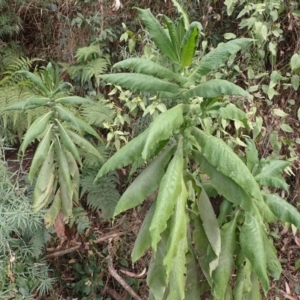 Calomeria amaranthoides at Pointer Mountain, NSW - 29 Aug 2023