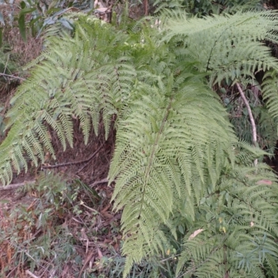 Pteris tremula (Tender Brake) at Pointer Mountain, NSW - 29 Aug 2023 by plants