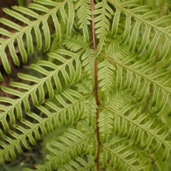 Pteris tremula at Pointer Mountain, NSW - 29 Aug 2023 01:32 PM