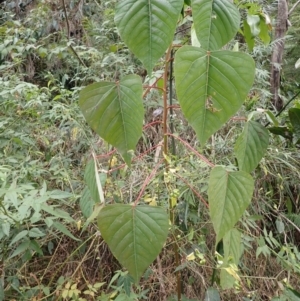 Homalanthus populifolius at Pointer Mountain, NSW - 29 Aug 2023 01:33 PM