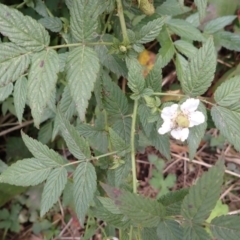 Rubus rosifolius (Rose-leaf Bramble) at Pointer Mountain, NSW - 29 Aug 2023 by plants