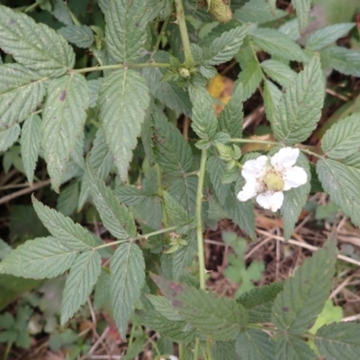 Rubus rosifolius (Rose-leaf Bramble) at McDonald State Forest - 29 Aug 2023 by plants